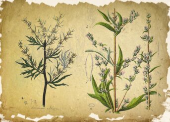 artemisia
