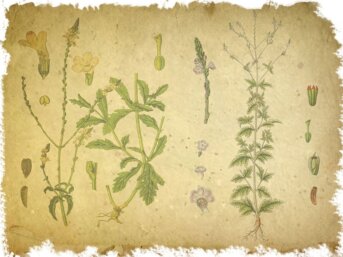 La verbena officinalis, la magia che calma il dolore.