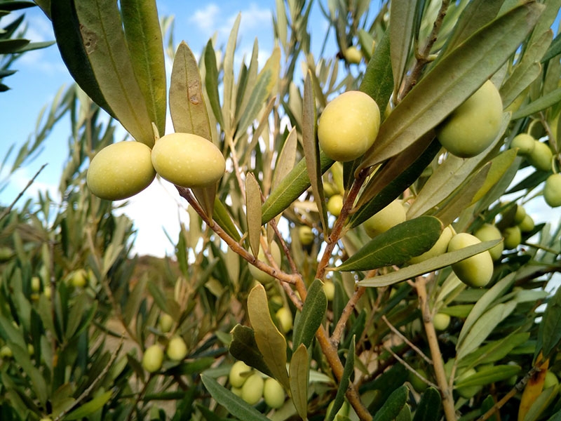 L’olivo, annuncio di Pasqua e di pace