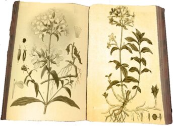 La saponaria