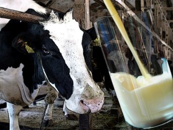 La sofferenza che nasce da un bicchiere di latte