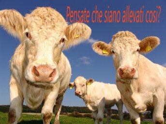 allevamenti intensivi.