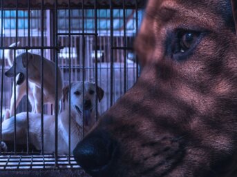 Allevamenti di cani e gatti