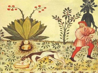 L'unguento delle streghe