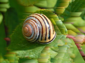 E se rallentassimo? Piccole rivoluzioni quotidiane