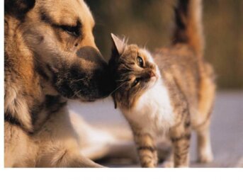 Storie di animali