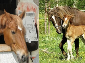 Torture suffered by mares