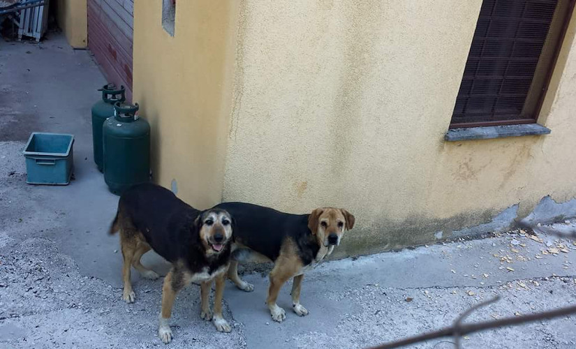 cani abbandonati nel terremoto di Amatrice 