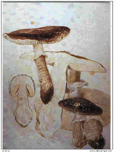 Beautrix Potter, disegni dei funghi