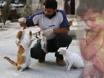 Mohammad, gattaro di Aleppo