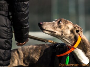 Greyhounds i levrieri