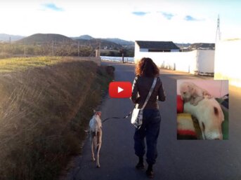 greyhound salva i suoi dieci cuccioli