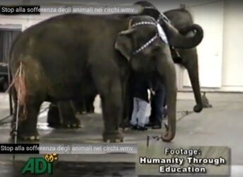 No al circo con animali.