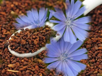 Il caffè di cicoria, una bevanda dalle molte virtù