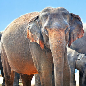 Le femmine di elefante nascono senza le zanne