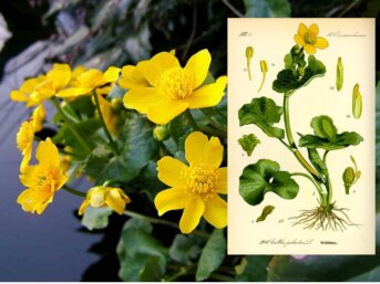 La calta palustre, l’erba gialla felicità di maggio
