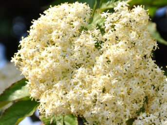 Il sambuco dai fiori di pizzo e dalle bacche brune