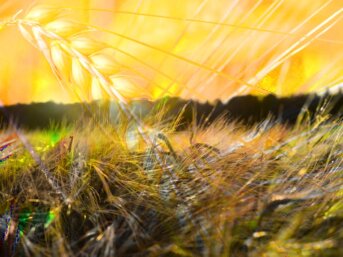 L’orzo una pianta nella storia dell’uomo