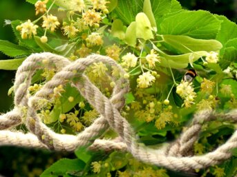 Il tiglio, l’albero delle corde e del cuore