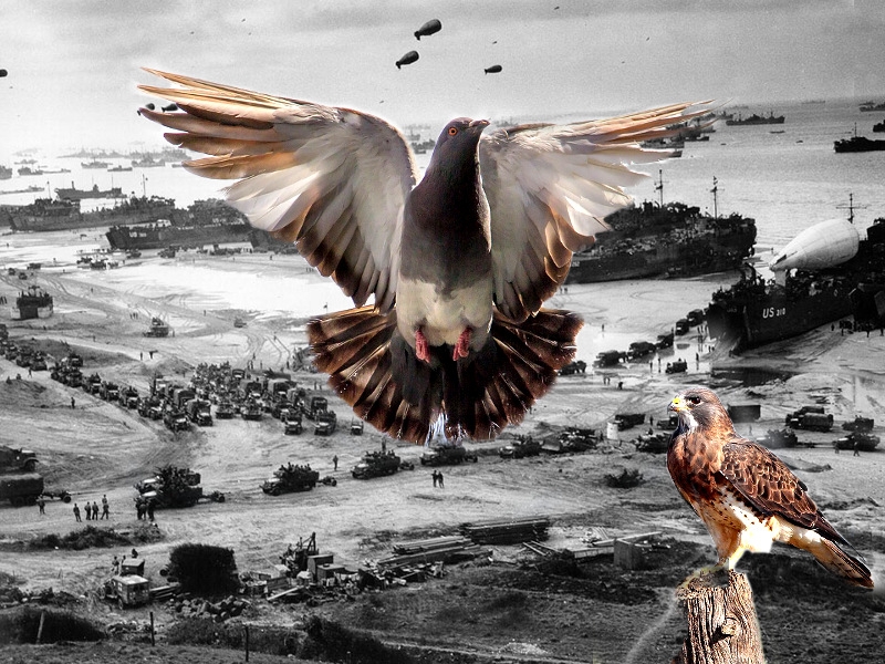 Paddy il piccione e lo sbarco in Normandia