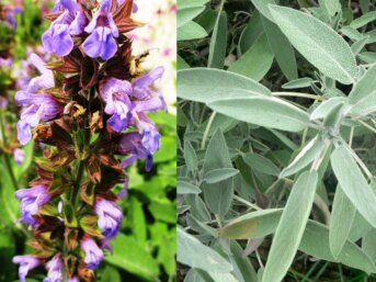 Salvia salvatrice, conciliatrice della natura