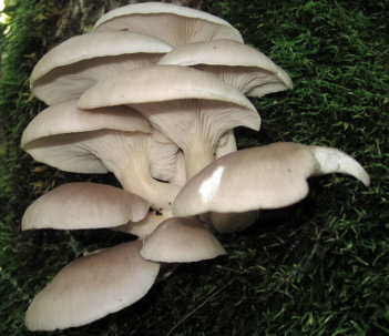 I funghi più coltivati in casa: Pleurotus