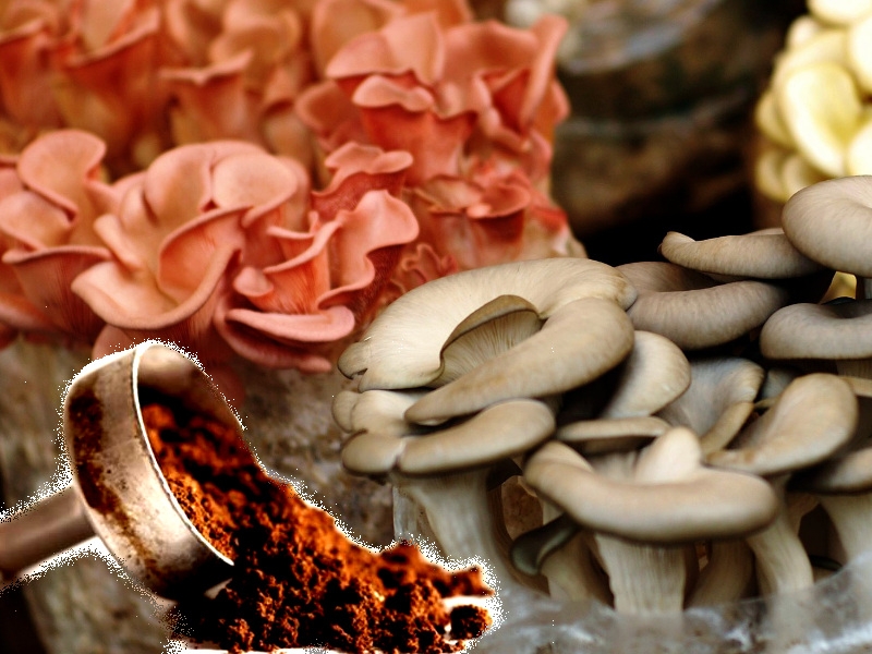 Coltivare funghi commestibili in casa con i fondi di caffè