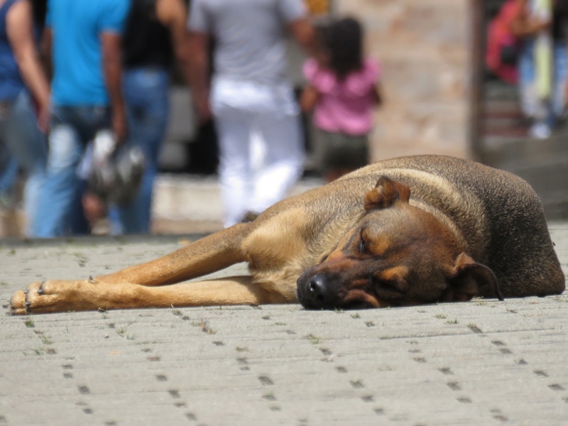Come Olanda e Italia gestiscono i cani randagi