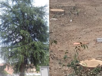 Salvare un albero in città
