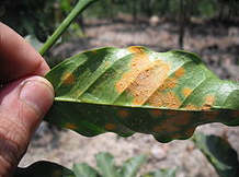 Hemileia vastatrix ruggine del caffè