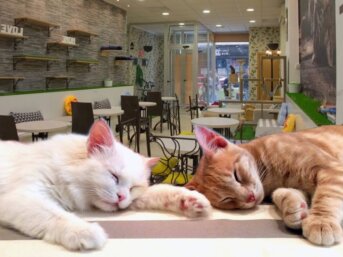 Gattini da accarezzare mentre prendi un caffè?