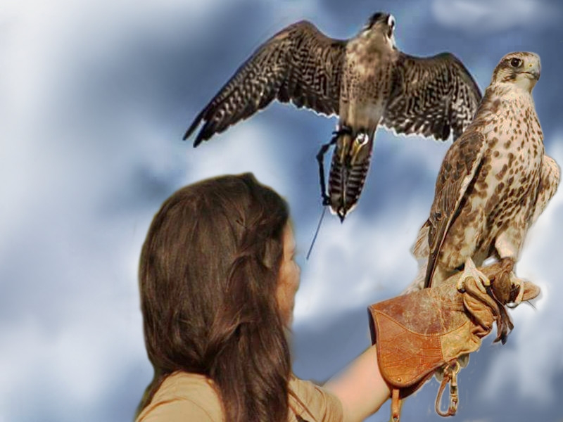 L'Aquila e il Falco in Italia