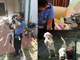 La Tutela degli Animali