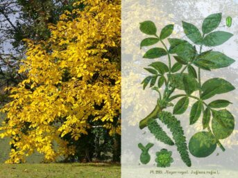 Sua Maestà il Noce, l’albero della vita e della morte