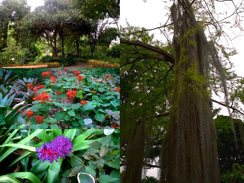 Il Giardino Botanico di Puerto de la Cruz: la scienza e nell’incanto di una foresta tropicale