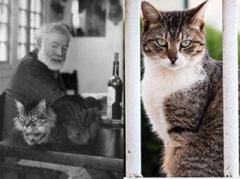 Hemingway e i Gatti