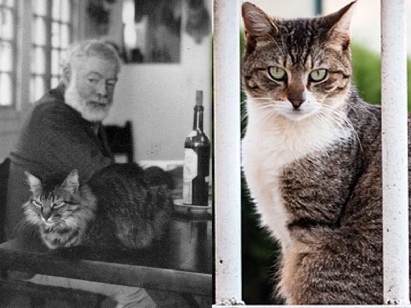Hemingway e i Gatti