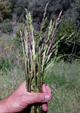 Salsa asparagi e gamberetti: gli asparagi selvatici