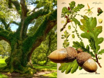 La quercia, chiave dell’universo