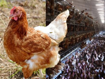 Galline, uova e un dubbio