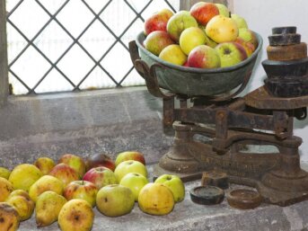 Frutta antica