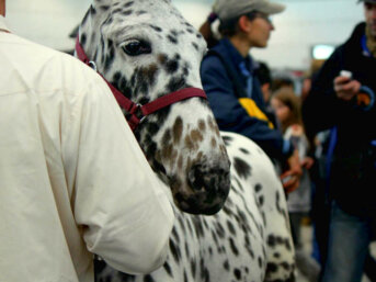 Fieracavalli di Verona