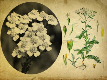 Achillea