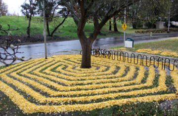 Joanna Hedrick, disegni con le foglie gialle del Ginkgo