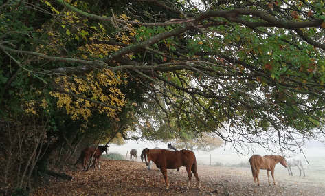 Anemia Equina Infettiva, cavalli