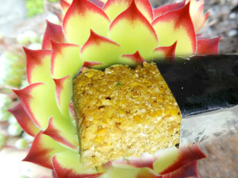 Barrette energetiche di agave
