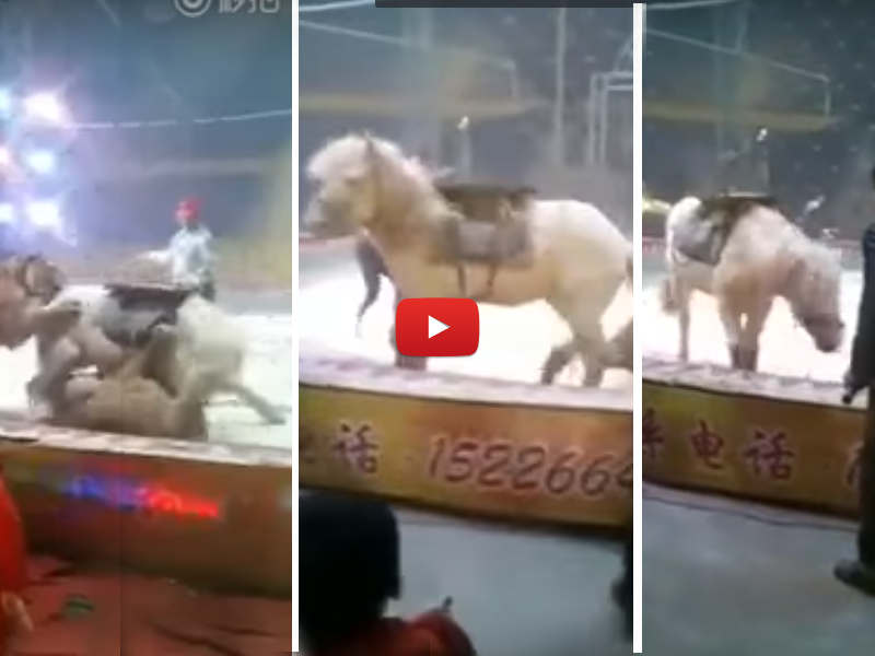 Cavallo in un circo cinese attaccato da una leonessa e da una tigre