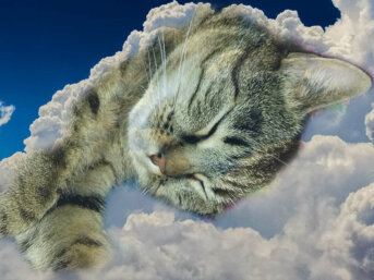 Il ron ron del gatto: una terapia magica