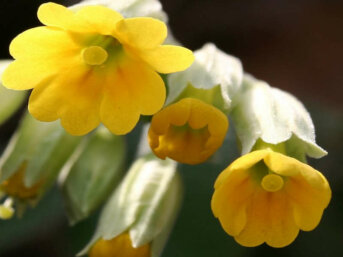 La primula, fiore di fata