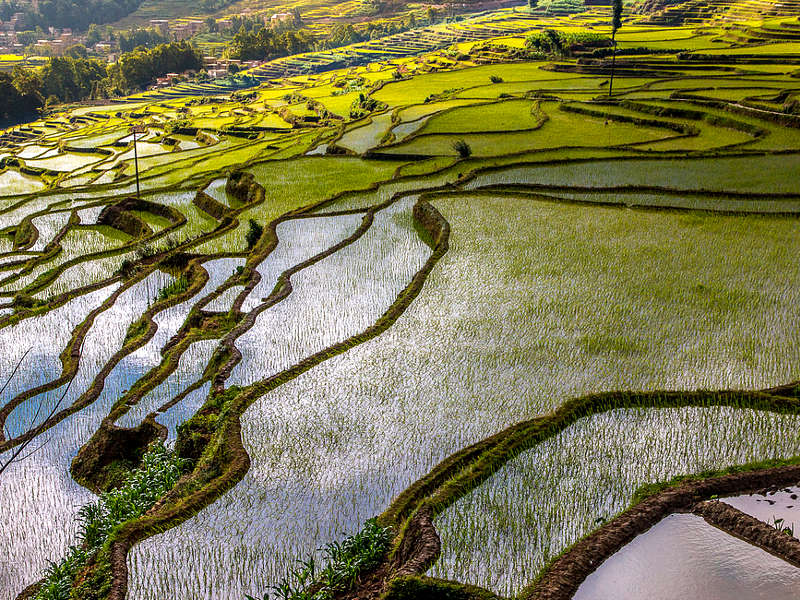 Le terrazze di riso di Yuanyang